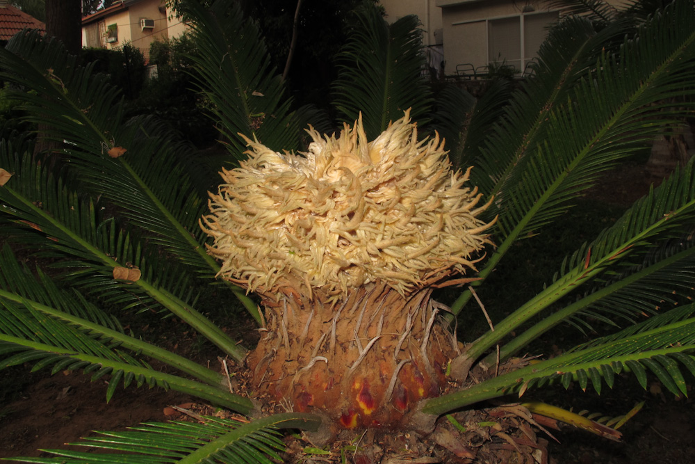 Image of Cycas revoluta specimen.