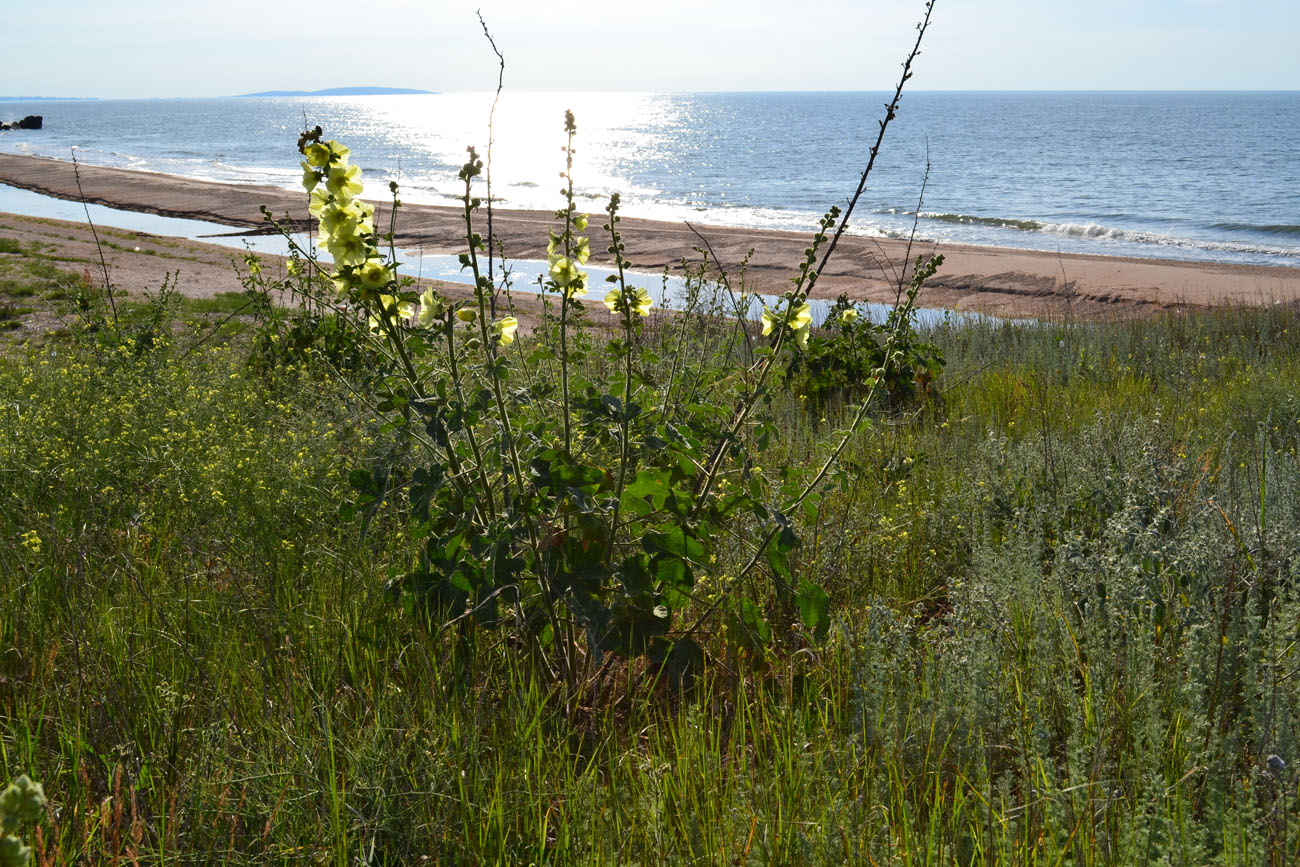 Image of Alcea rugosa specimen.