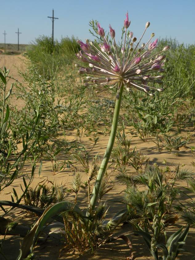 Image of Allium caspium specimen.