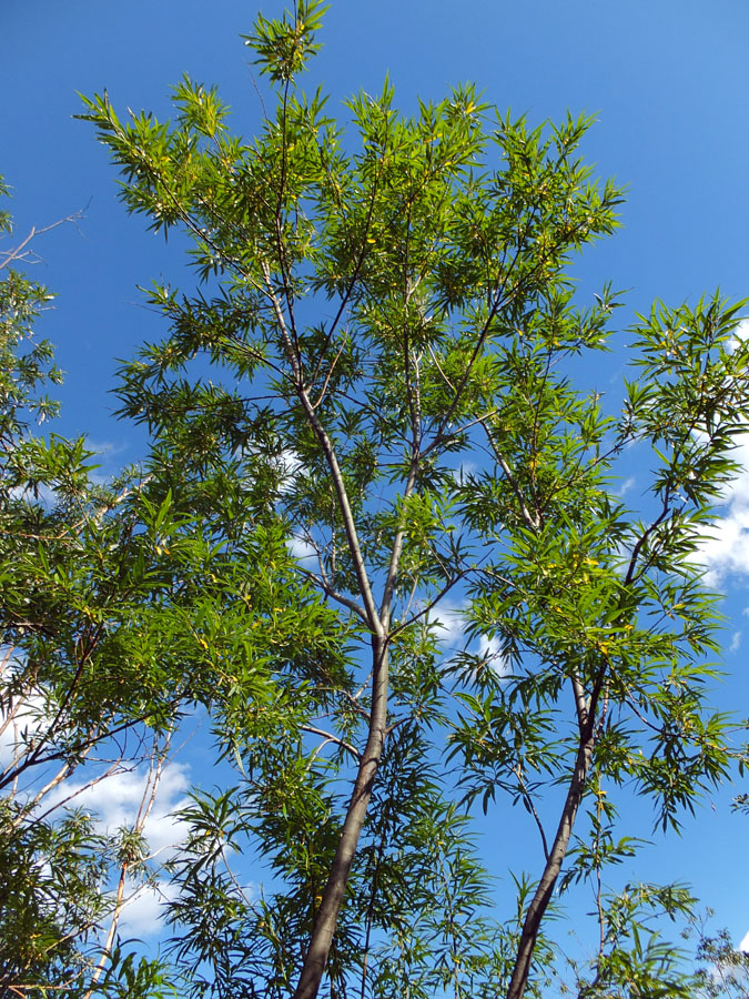 Image of Salix schwerinii specimen.