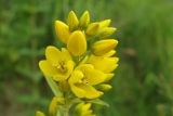 Lysimachia vulgaris