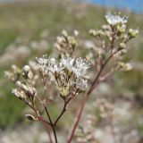 Gypsophila altissima. Соцветие. Украина, Донецкая обл., Константиновский р-н, окр. с. Белокузьминовка, РЛП \"Клебан-Бык\". 24.07.2012.