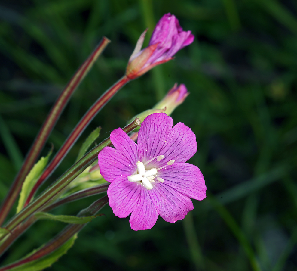 Image of Epilobium hirsutum specimen.