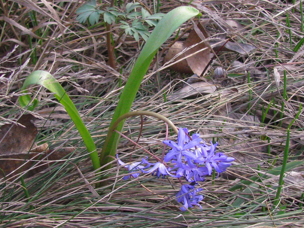 Изображение особи Scilla bifolia.