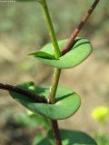 Lepidium perfoliatum