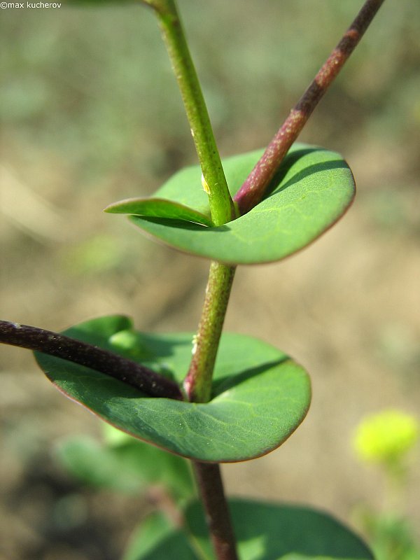 Image of Lepidium perfoliatum specimen.