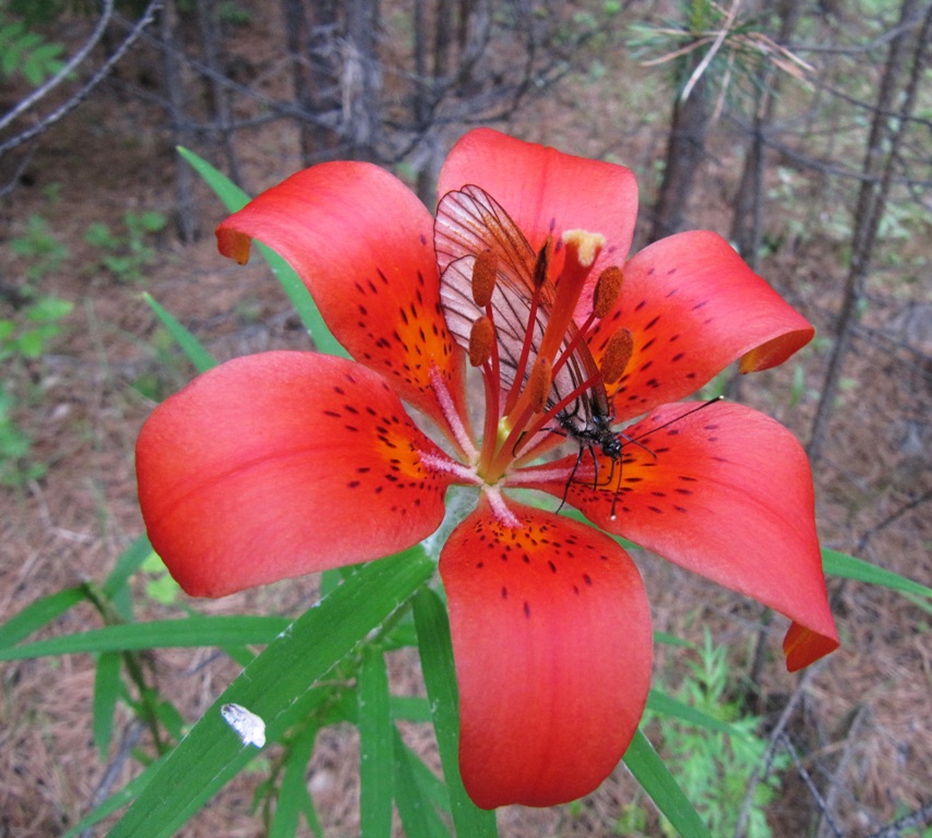 Image of Lilium pensylvanicum specimen.