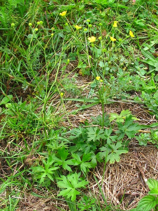 Изображение особи Ranunculus acris.