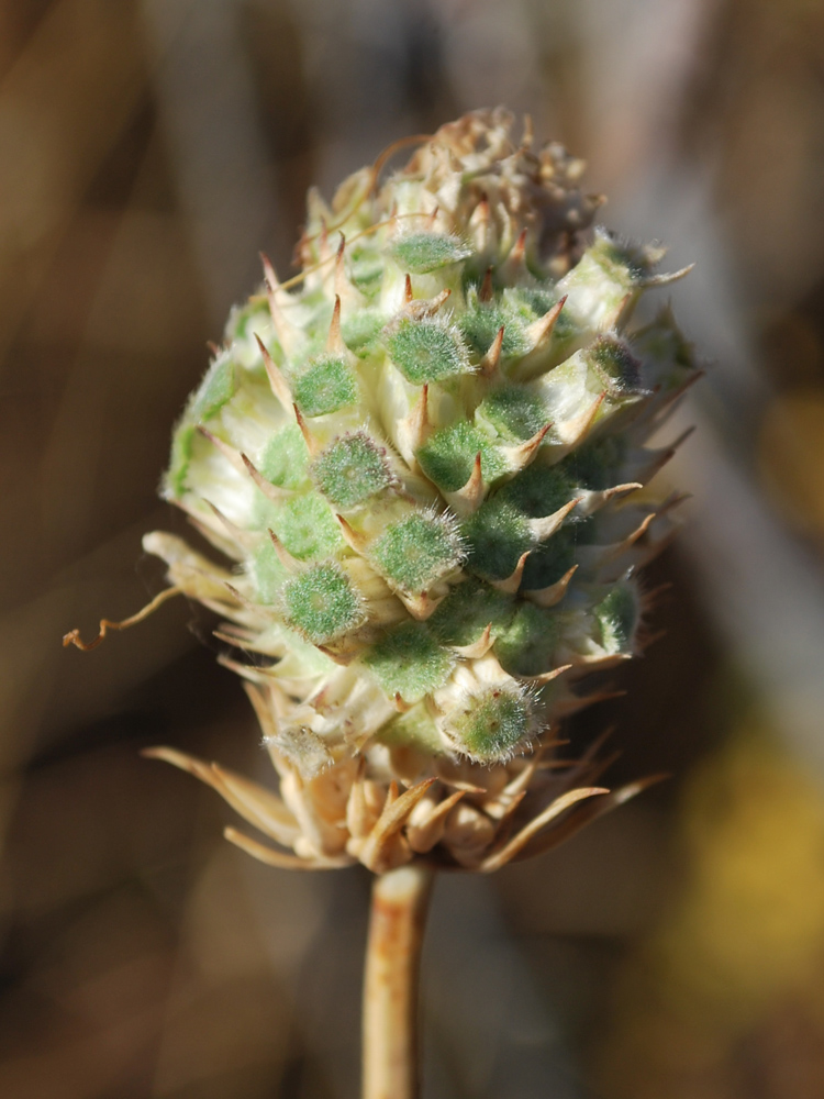 Image of Dipsacus dipsacoides specimen.