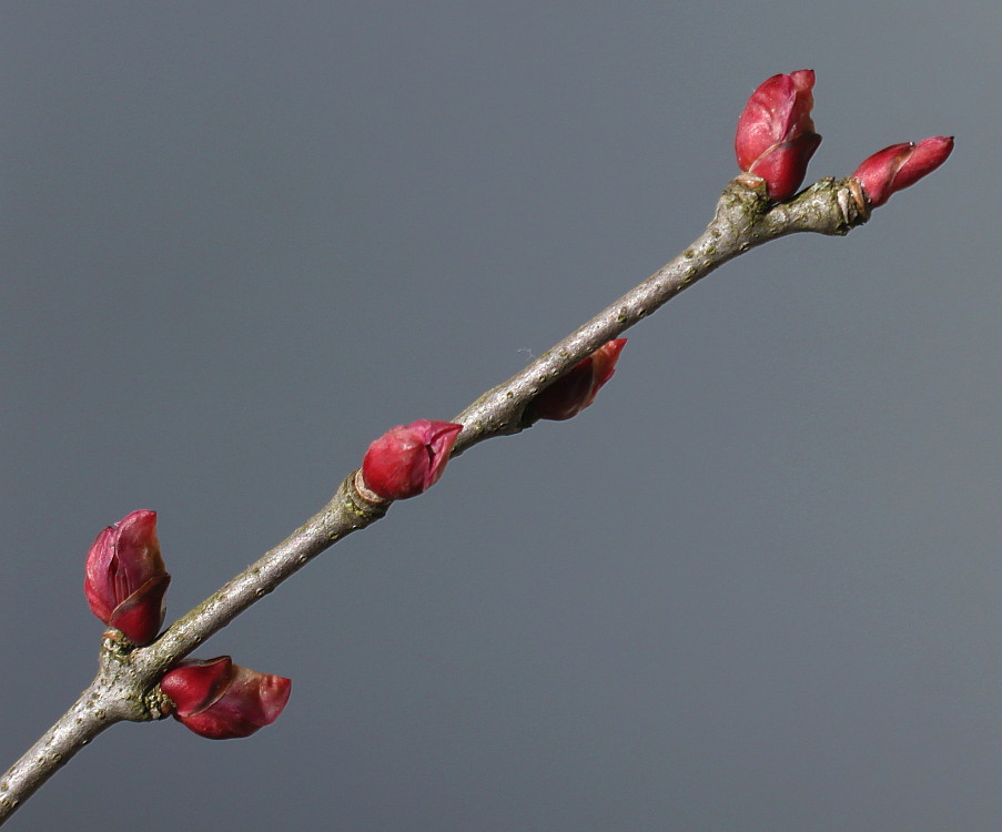 Image of Cercidiphyllum japonicum specimen.