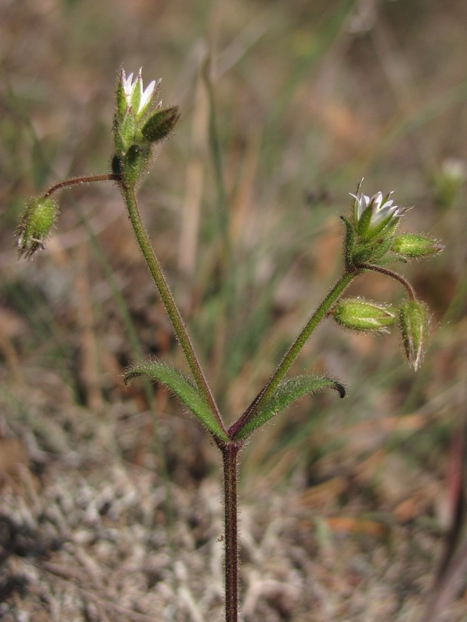 Image of Cerastium crassiusculum specimen.