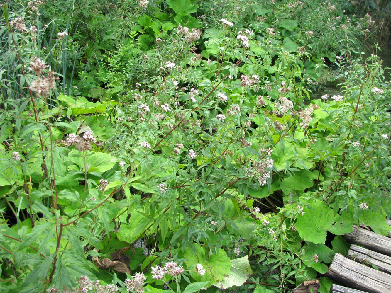 Image of Eupatorium cannabinum specimen.