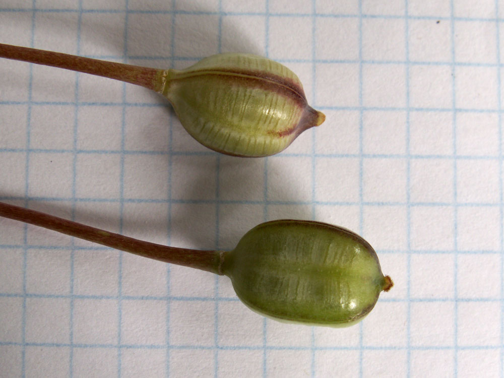 Image of Tulipa ostrowskiana specimen.