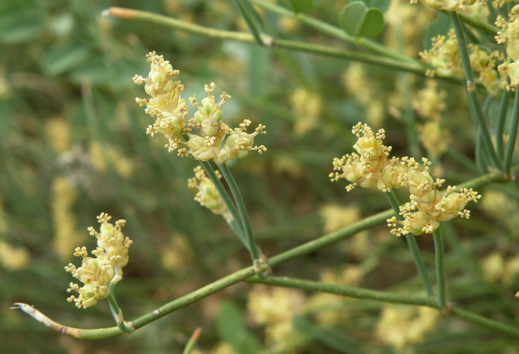 Image of Ephedra distachya specimen.