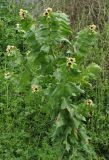 Hyoscyamus niger. Цветущее растение. Армения, Вайоц Дзор, Нораванк. 11.05.2013.