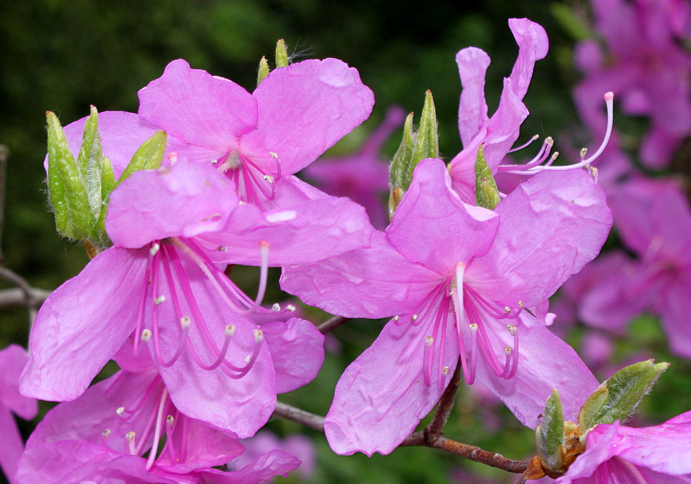 Изображение особи Rhododendron reticulatum.