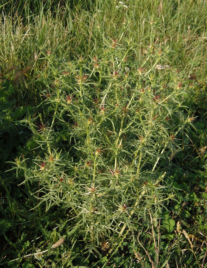 Image of Centaurea calcitrapa specimen.