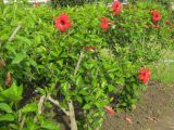 Hibiscus rosa-sinensis