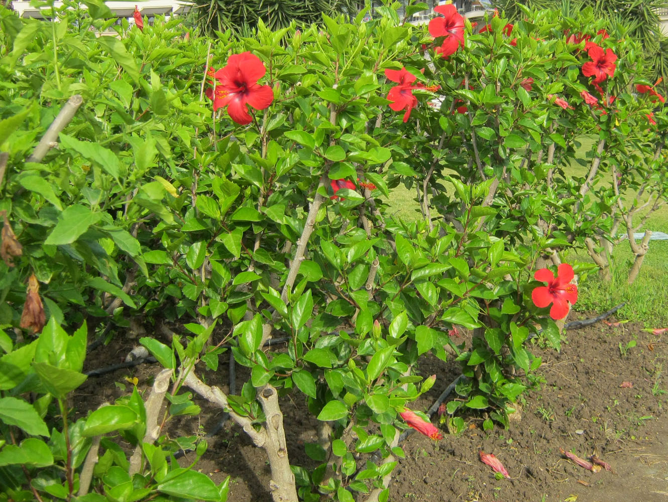 Image of Hibiscus rosa-sinensis specimen.