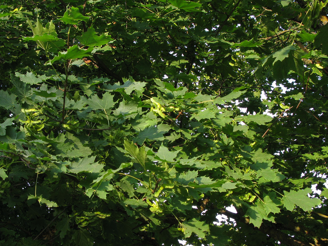 Image of Acer platanoides specimen.