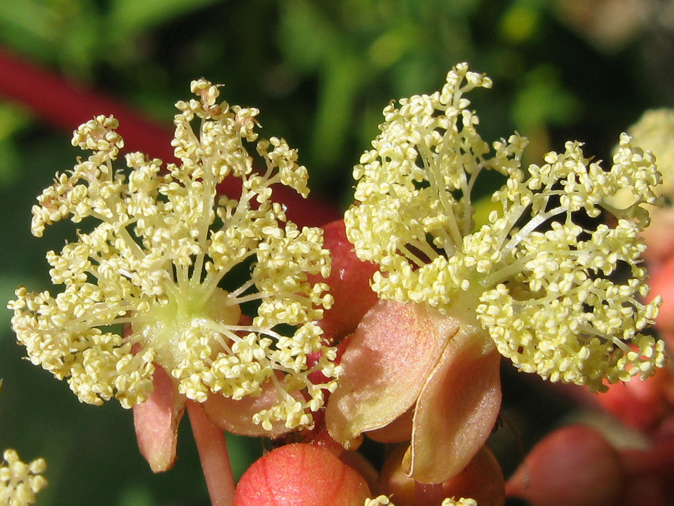 Image of Ricinus communis specimen.