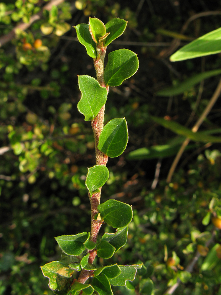 Изображение особи Cotoneaster horizontalis.