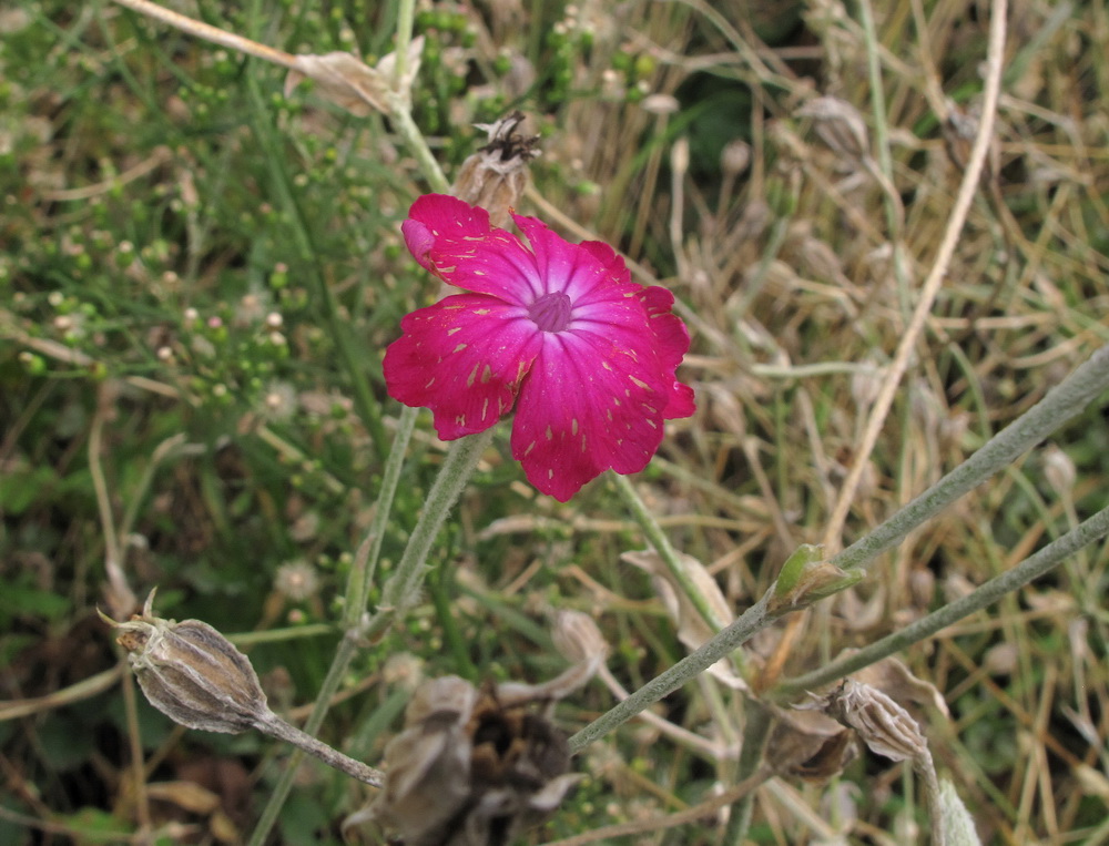 Изображение особи Lychnis coronaria.