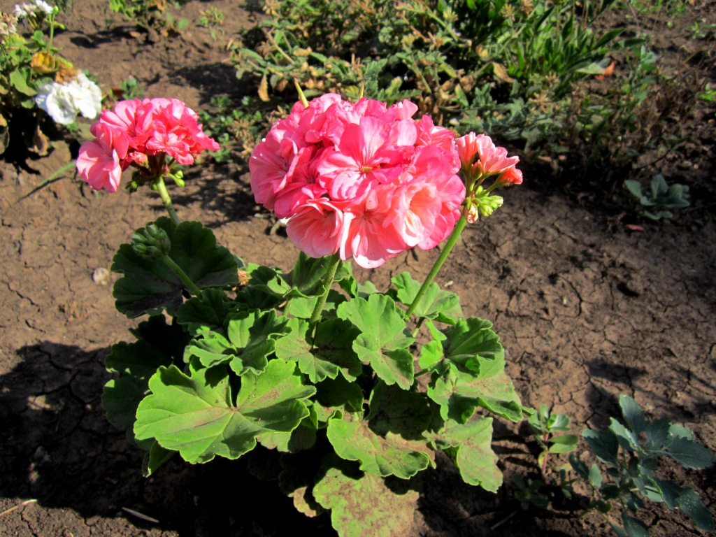 Image of Pelargonium hortorum specimen.