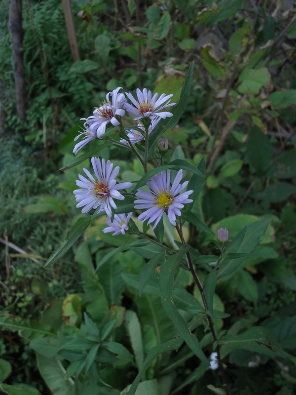 Изображение особи Aster tataricus.