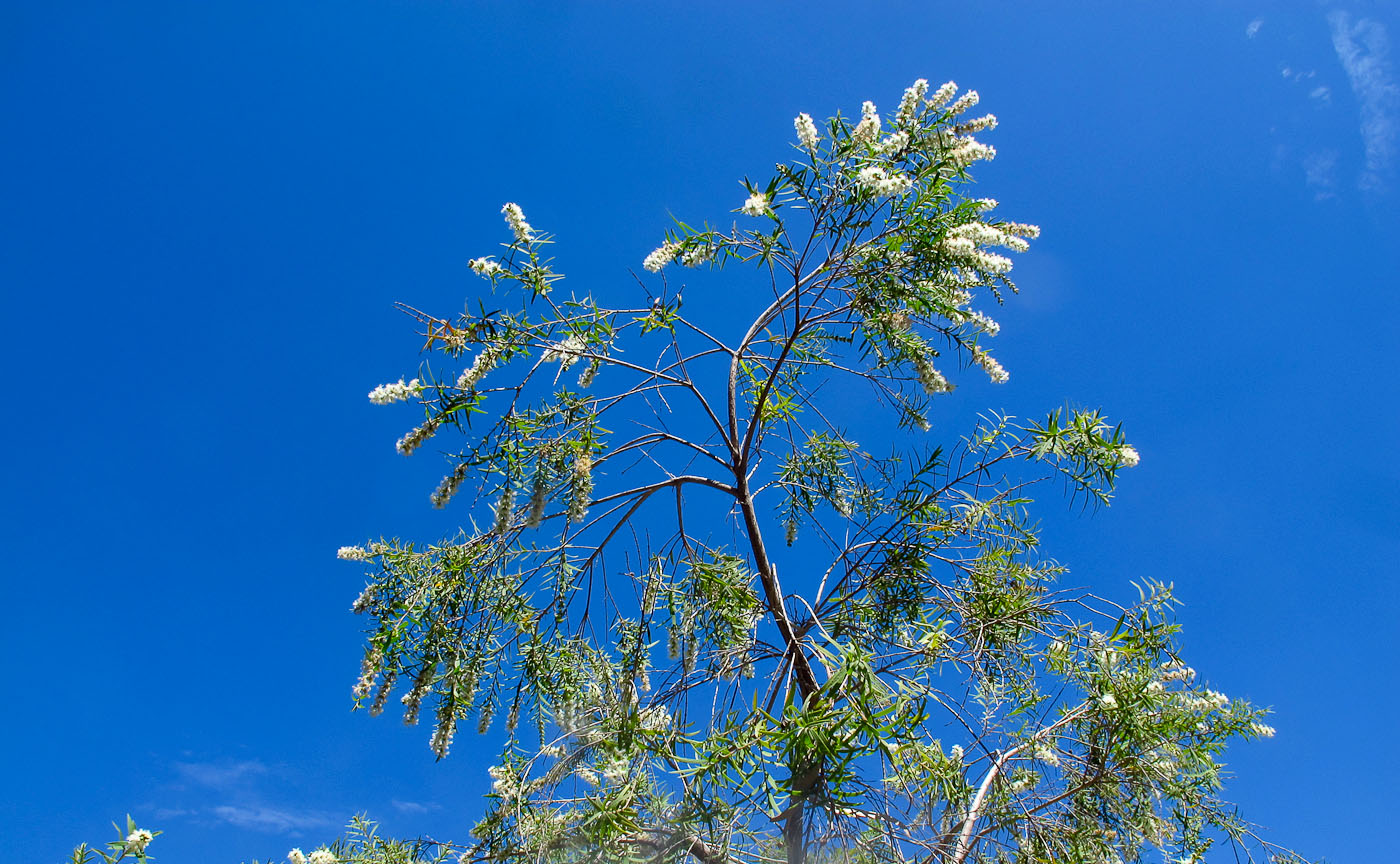 Image of Melaleuca linariifolia specimen.