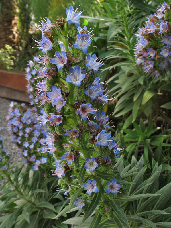 Image of Echium acanthocarpum specimen.