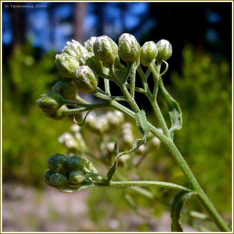 Image of Achillea cartilaginea specimen.