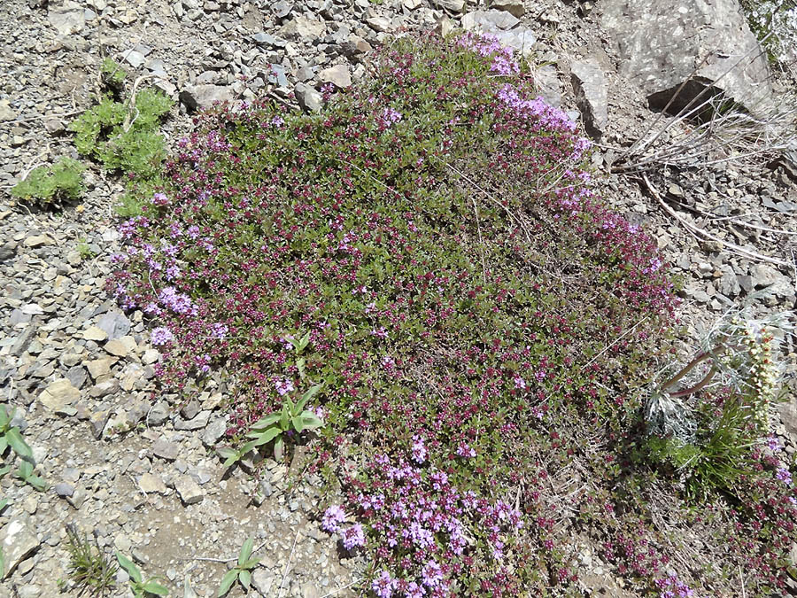 Изображение особи род Thymus.