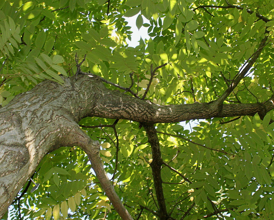 Image of Juglans mandshurica specimen.