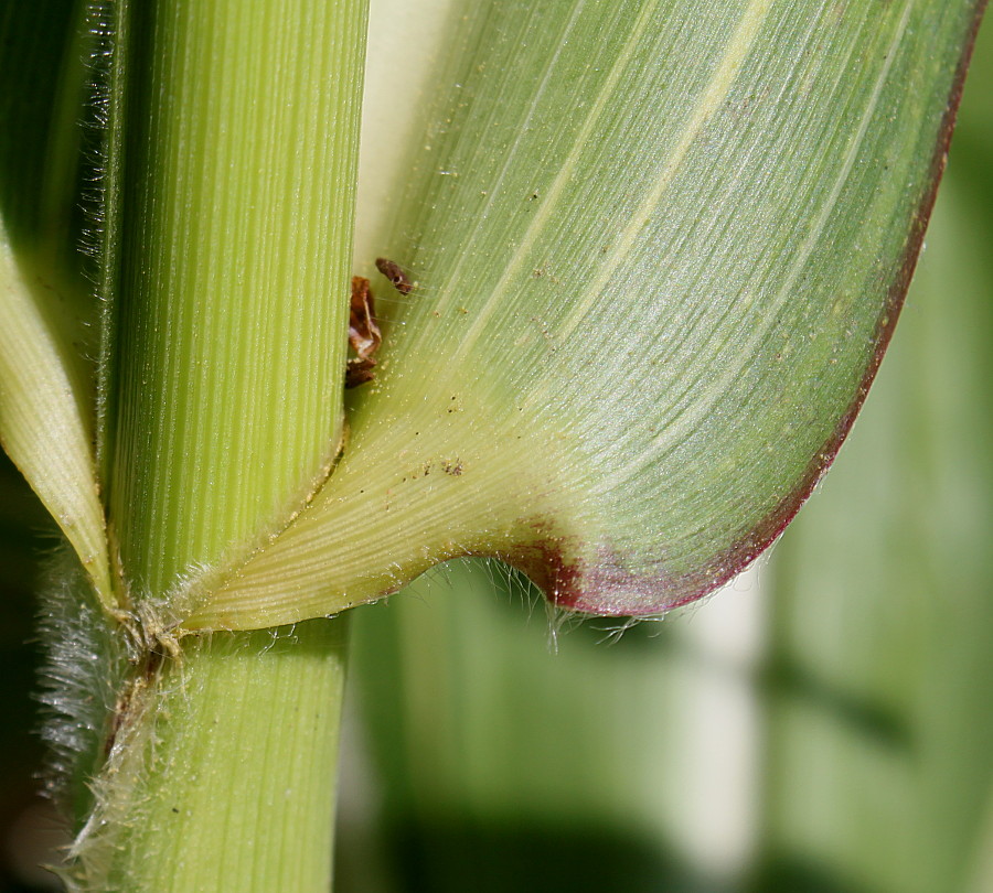 Изображение особи Zea mays.