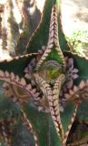 Смотреть изображение Kalanchoe daigremontiana