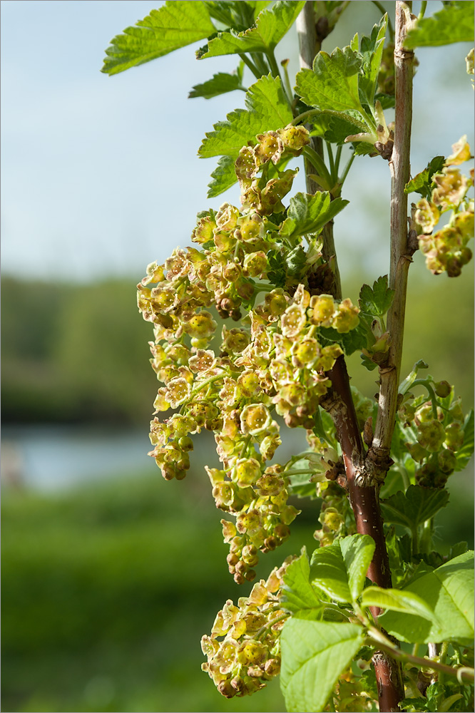 Изображение особи Ribes spicatum.