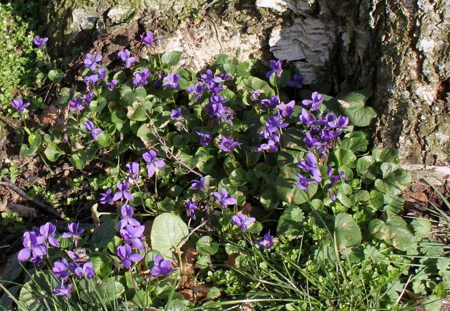 Image of Viola odorata specimen.