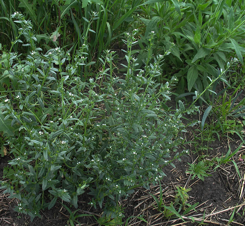 Image of Buglossoides arvensis specimen.