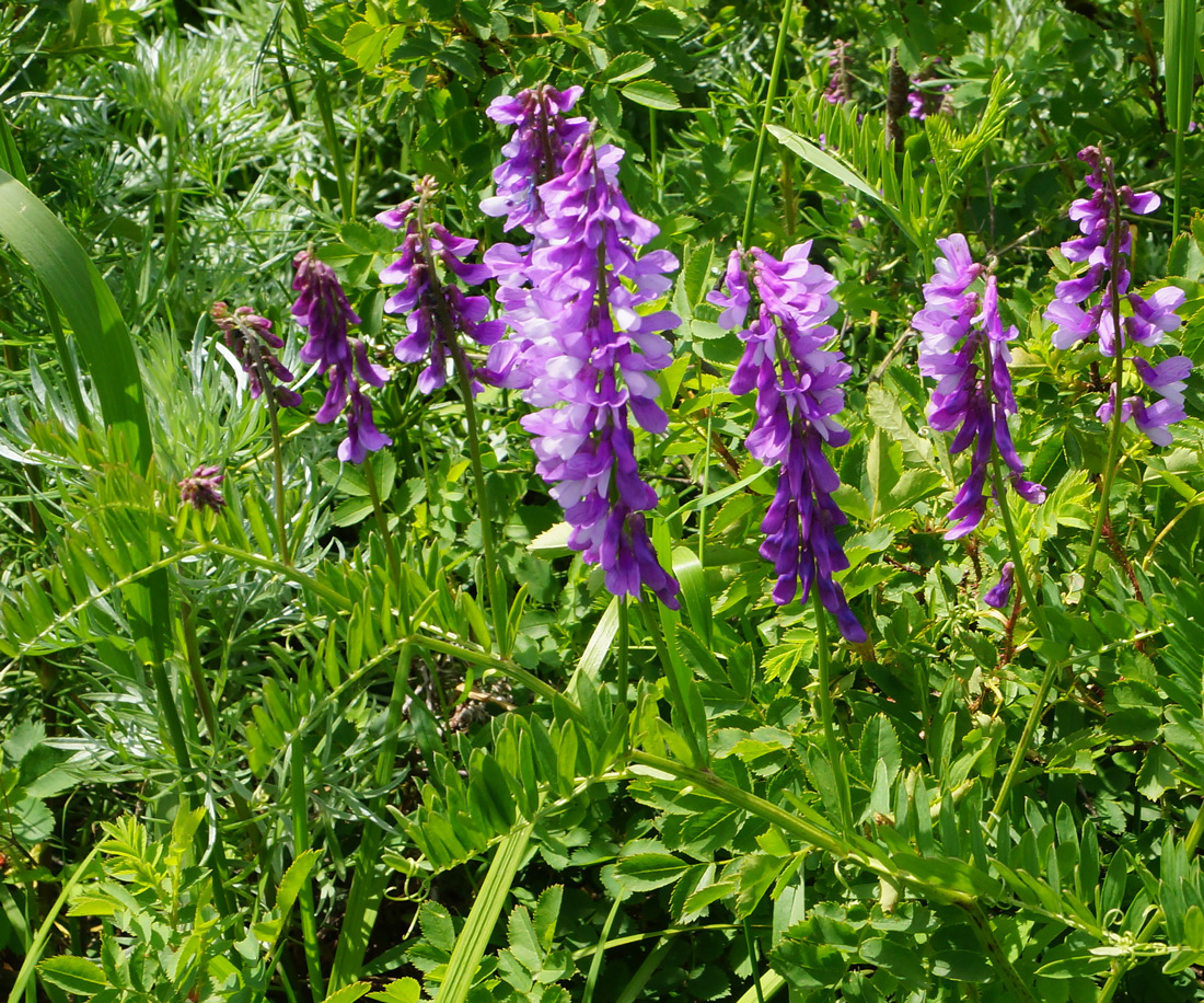 Image of Vicia tenuifolia specimen.