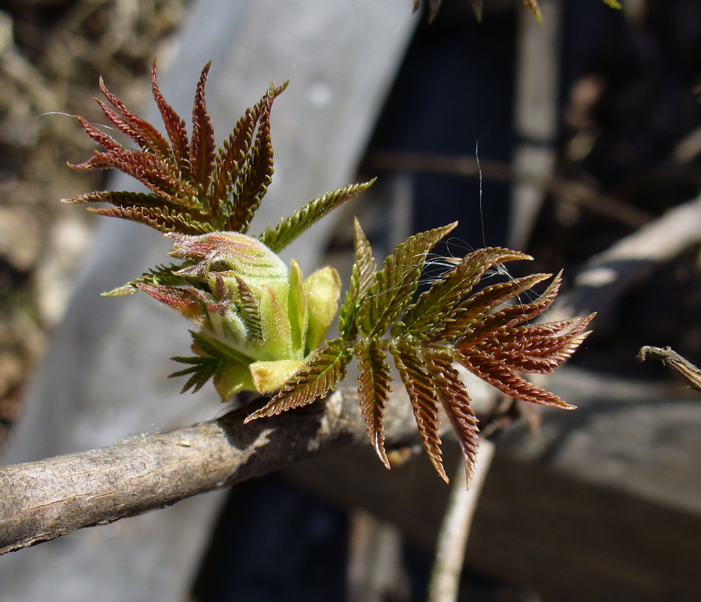 Image of Sorbaria sorbifolia specimen.