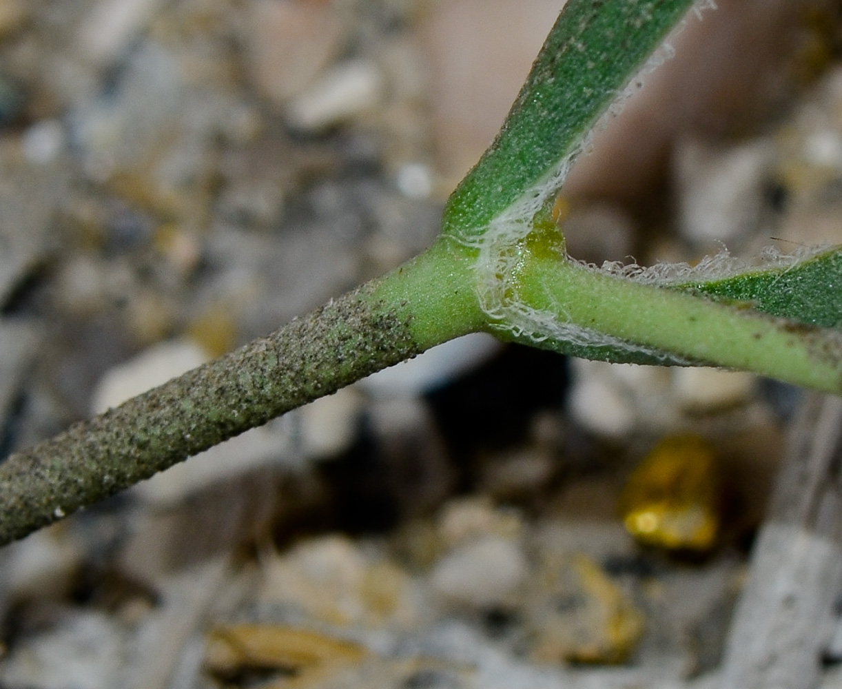 Image of Silene linearis specimen.