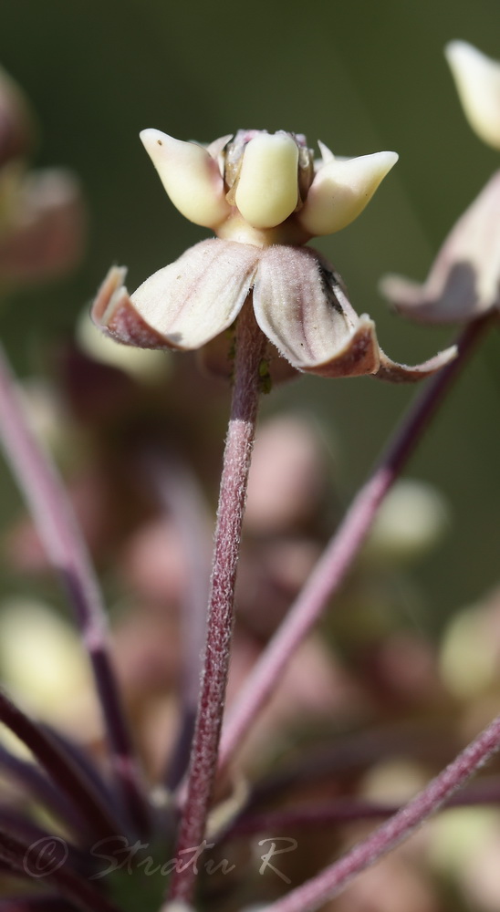 Image of Asclepias syriaca specimen.