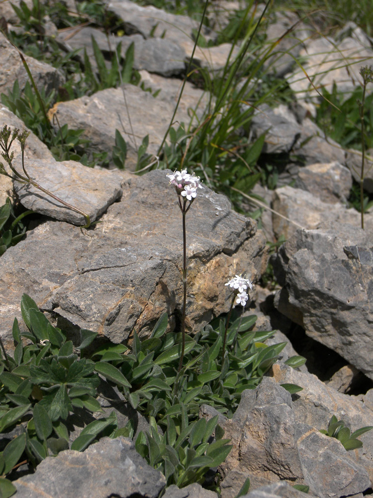 Image of Valeriana jelenevskyi specimen.