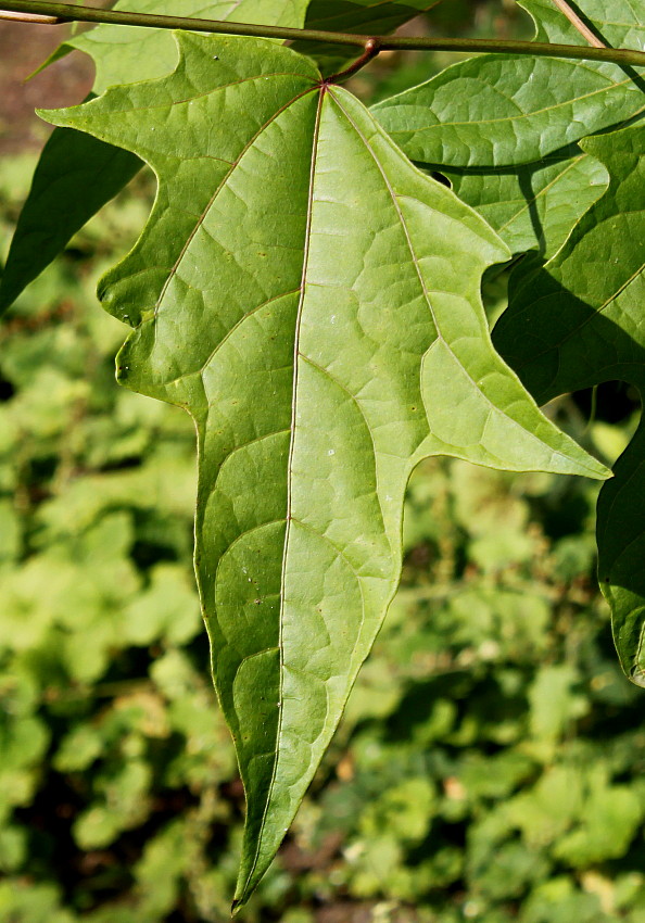 Image of Alangium chinense specimen.