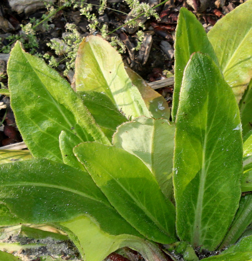 Image of familia Saxifragaceae specimen.