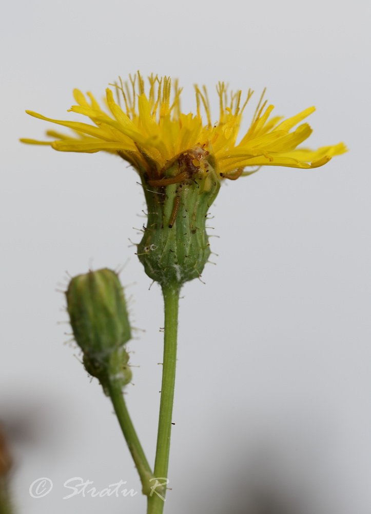 Изображение особи Sonchus arvensis.