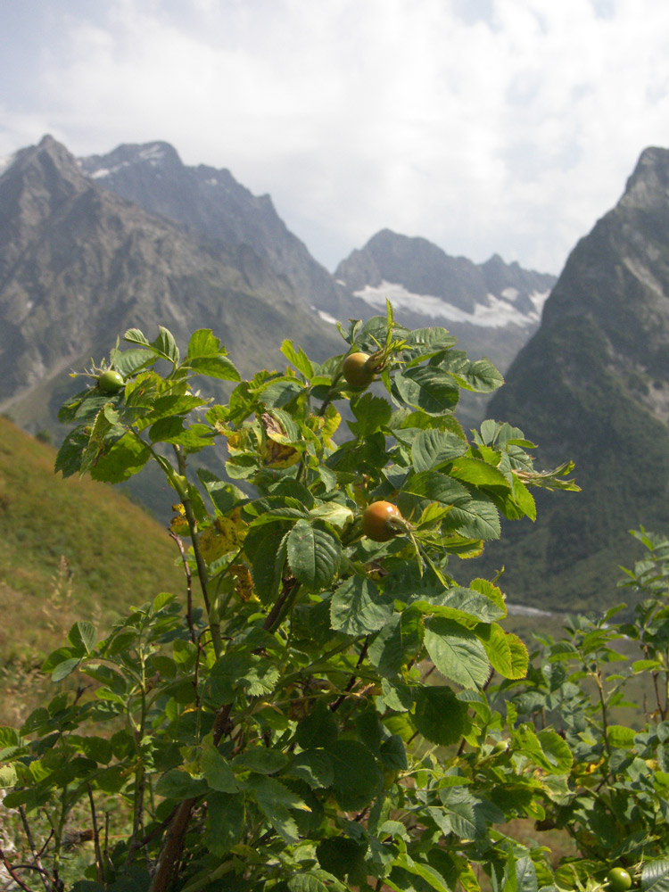 Image of Rosa arensii specimen.