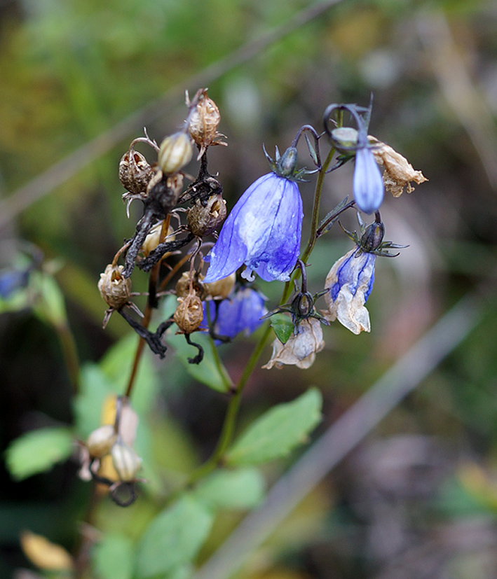 Image of Adenophora pereskiifolia specimen.