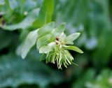 Cerinthe glabra subspecies caucasica. Верхушка побега с отцветшим соцветием. Карачаево-Черкесия, окр. пос. Домбай, долина р. Аманауз. 27.07.2014.